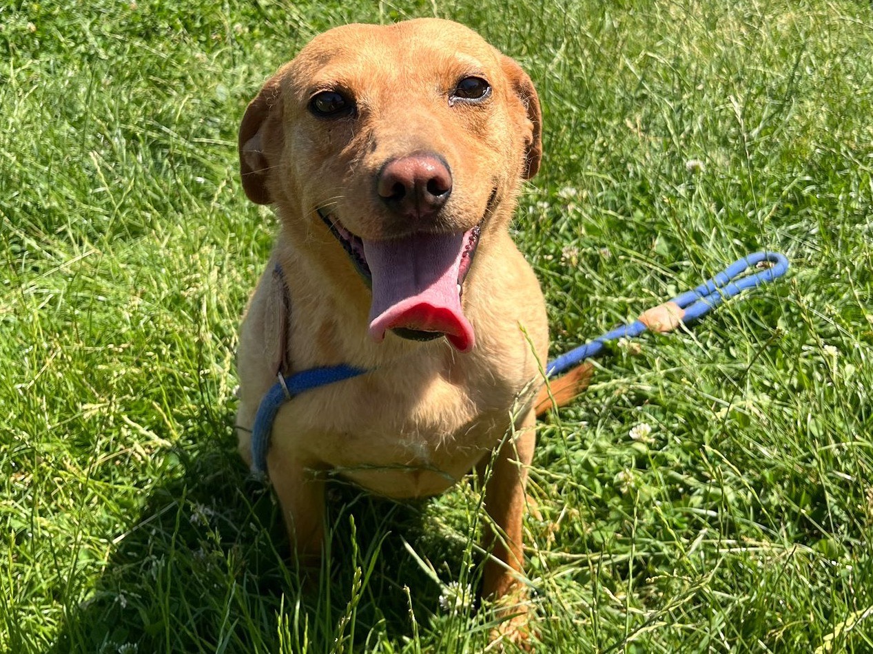 Adozione cane, femmina, Razza sconosciuta Razza sconosciuta, 4 anni e 2 mesi, taglia piccola, Frosinone
