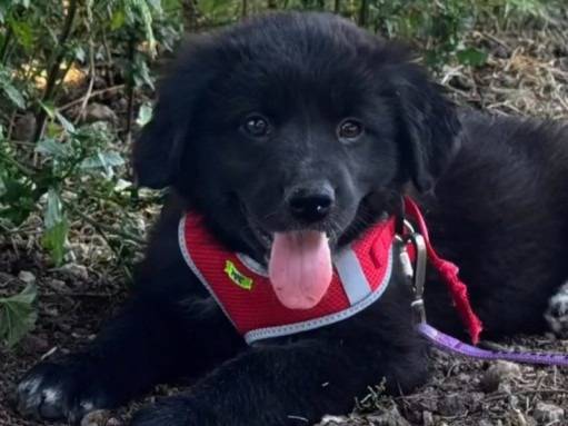 Adotta un cane, femmina, 4 mesi, Taranto