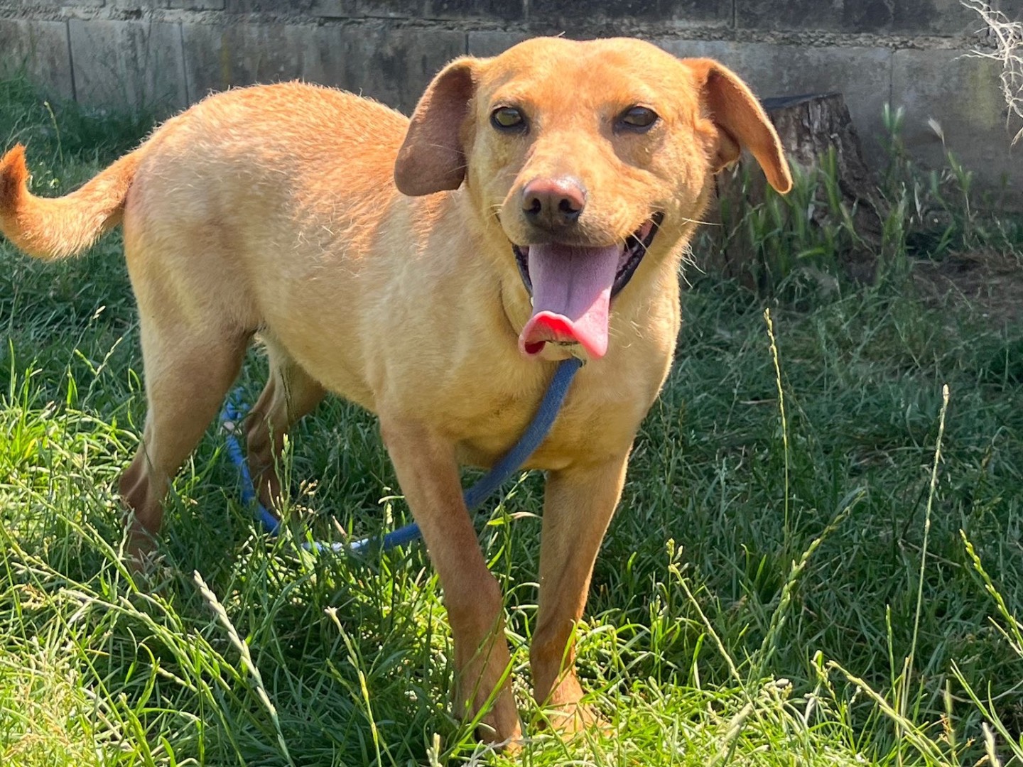 Adotta un cane, taglia piccola, femmina, Frosinone