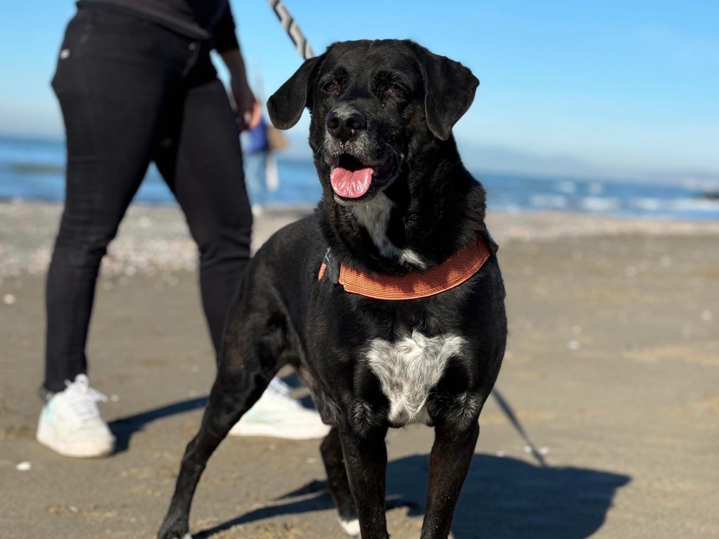 Adozione cane, maschio, Razza sconosciuta Razza sconosciuta, 11 anni e 7 mesi, taglia grande, Napoli