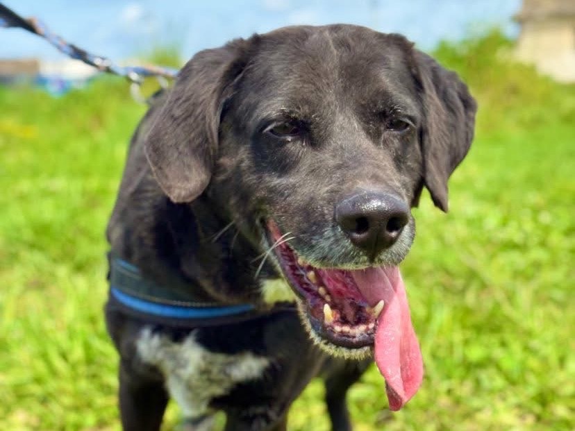 Adotta un cane, maschio, 11 anni e 7 mesi, Napoli