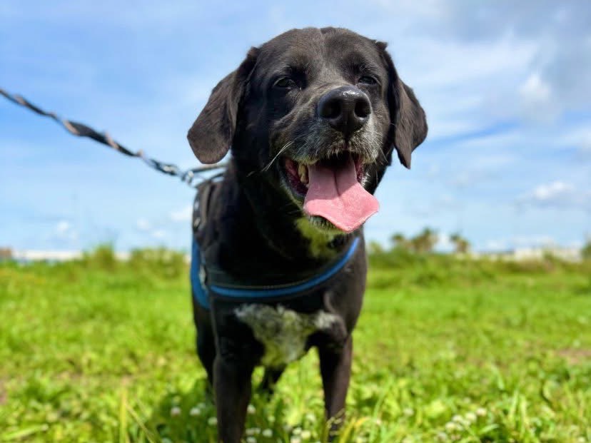 Adotta un cane, taglia grande, maschio, Napoli