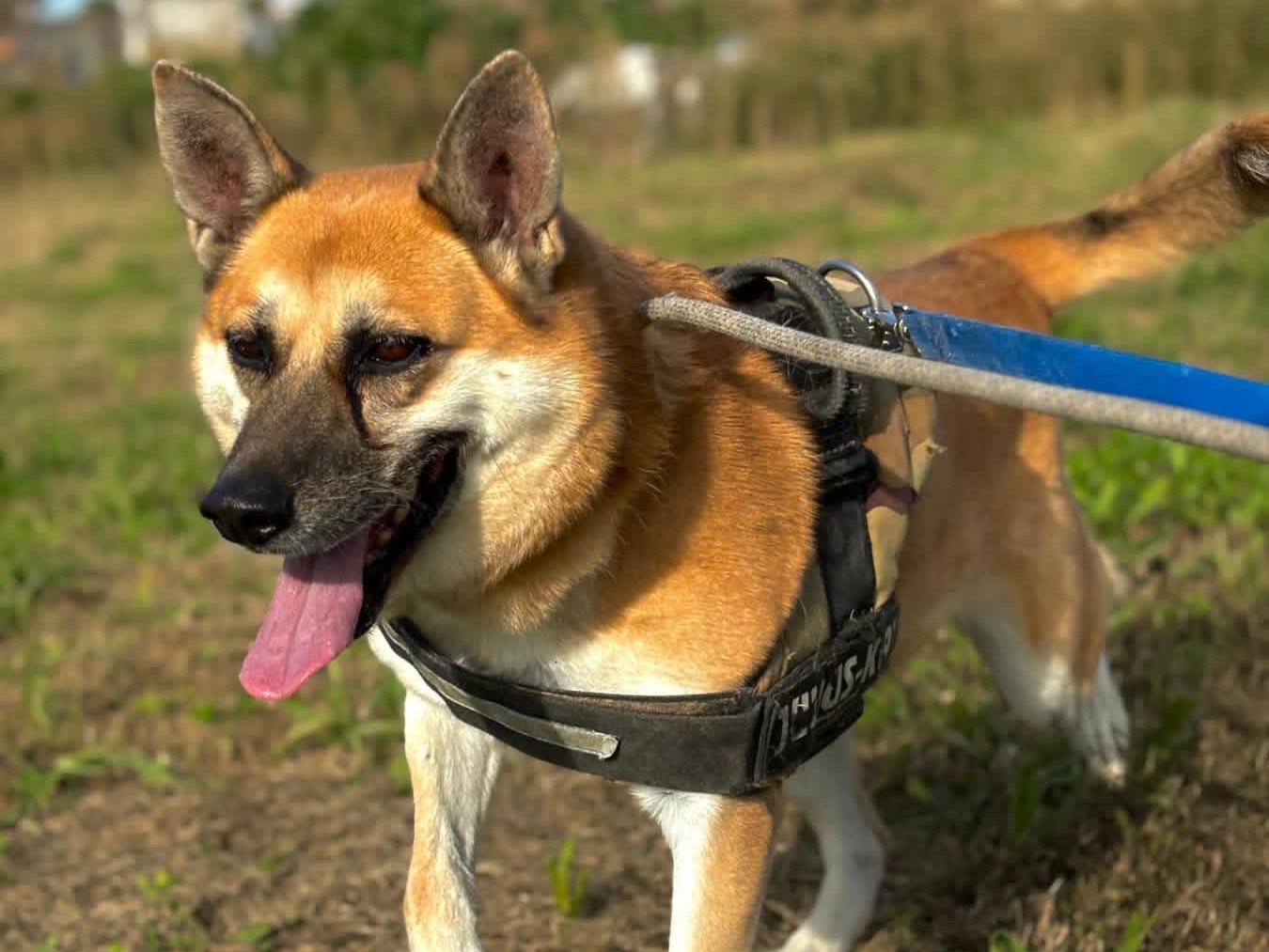 Adozione cane, femmina, Razza sconosciuta Razza sconosciuta, 7 anni e 11 mesi, taglia media, Napoli