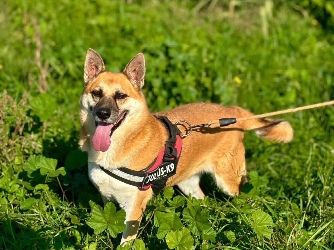 Adotta un cane, femmina, 7 anni e 11 mesi, Napoli