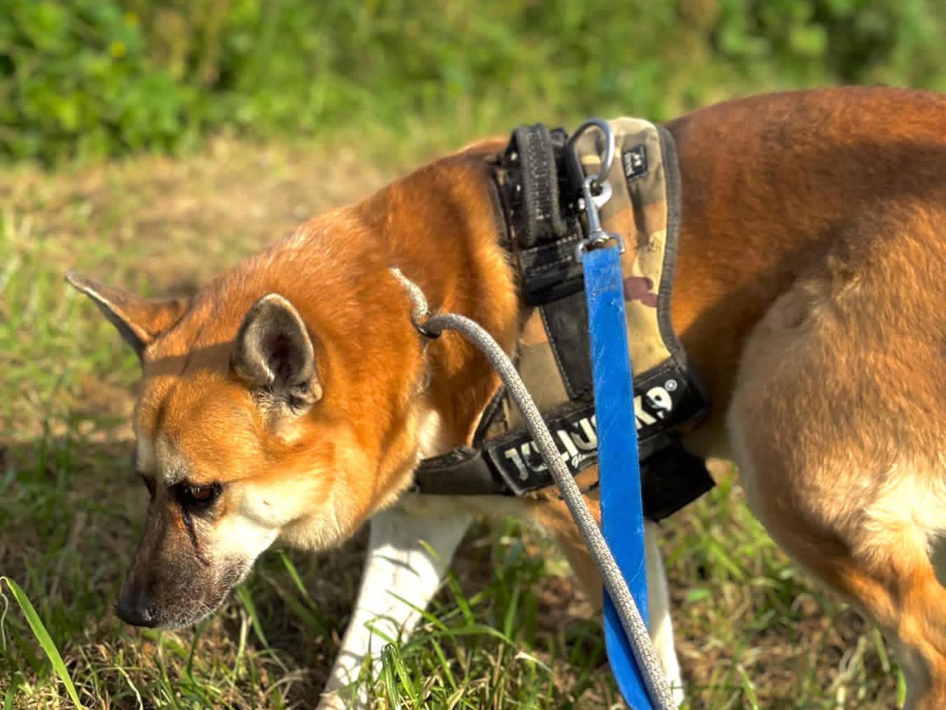 Adotta un cane, taglia media, femmina, Napoli