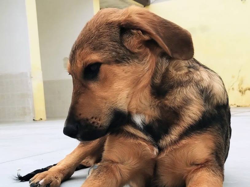 Adotta un cane, maschio, 3 mesi, Taranto