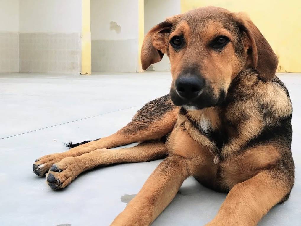 Adozione cane, maschio, Razza sconosciuta Razza sconosciuta, 3 mesi, taglia media, Taranto