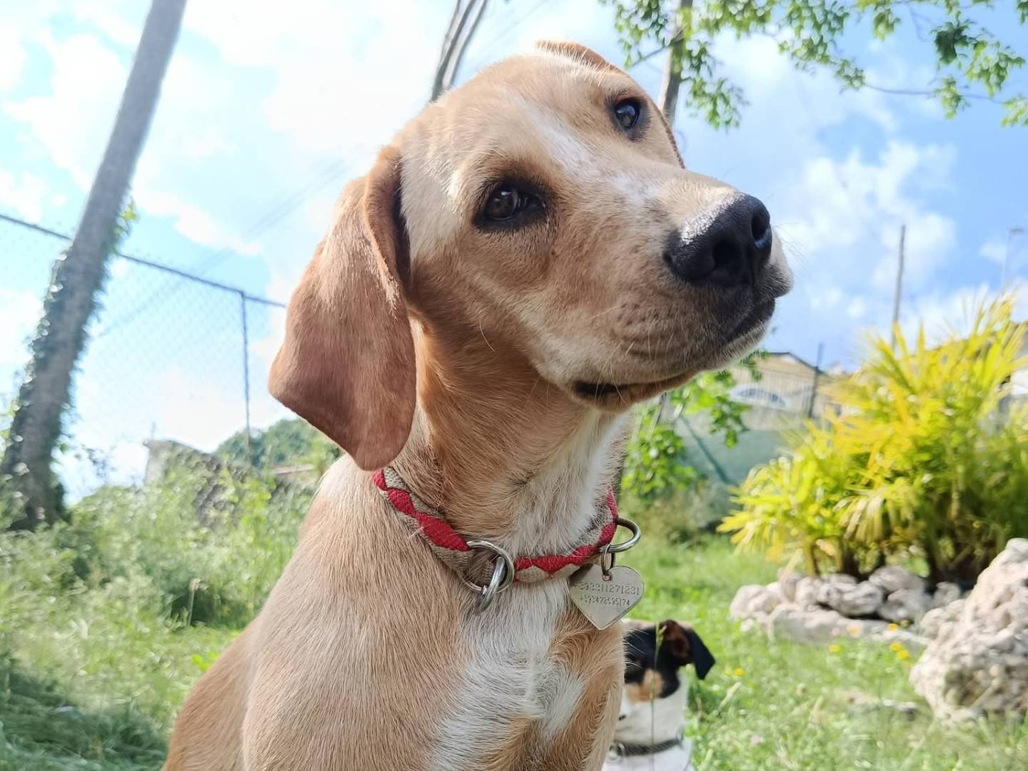 Adozione cane, femmina, Razza sconosciuta Razza sconosciuta, 7 mesi, taglia media contenuta, Udine