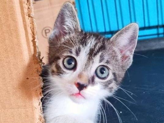 Adozione gatto, maschio, Razza sconosciuta Razza sconosciuta, 2 mesi, taglia non valida, Cremona