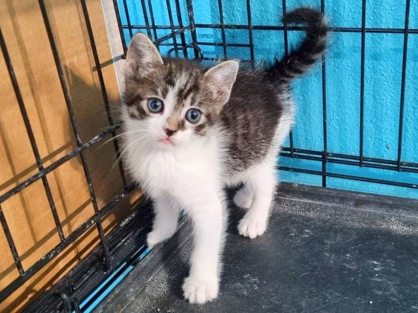 Adotta un gatto, maschio, 2 mesi, Cremona