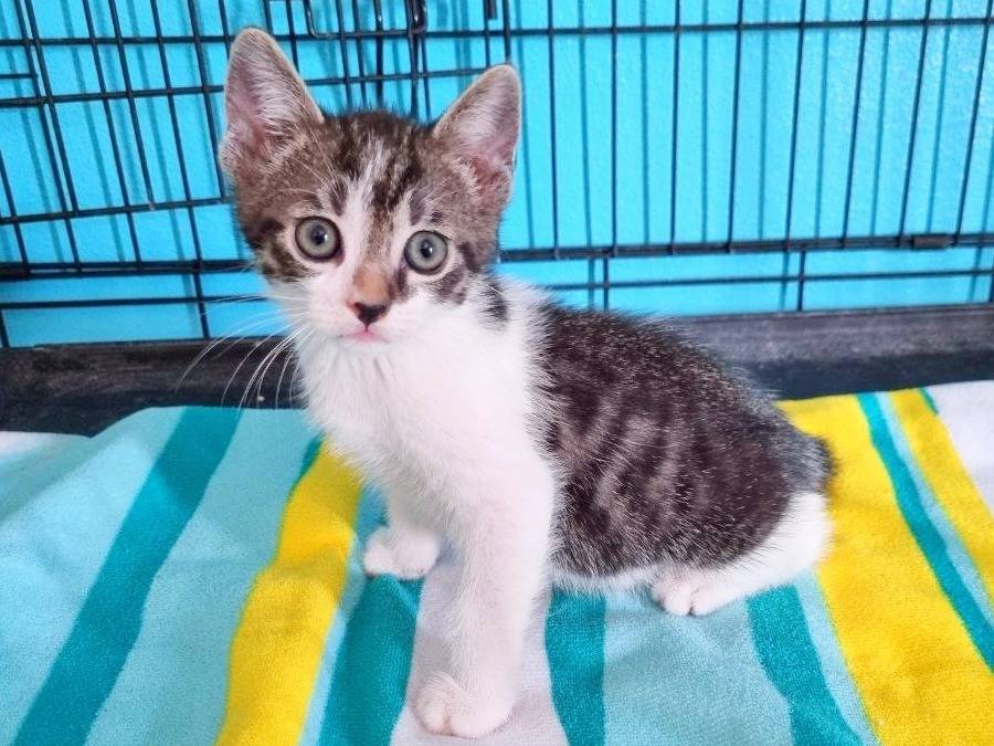 Adotta un gatto, taglia non valida, maschio, Cremona