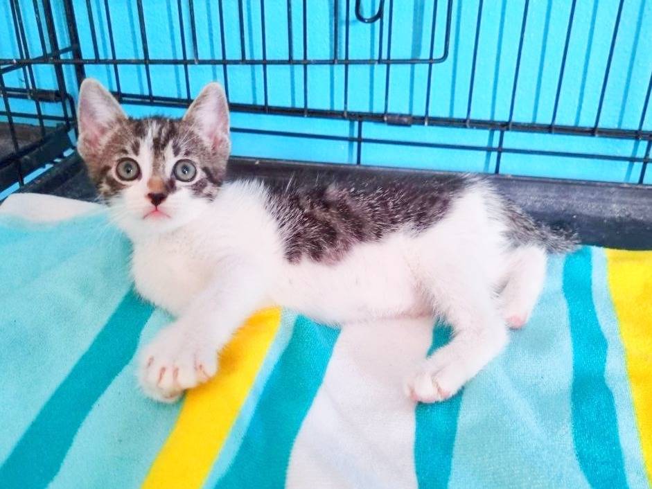 Vuoi adottare un gatto a Cremona?