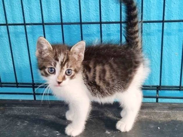 Adotta il gatto PANZEROTTO a Cremona