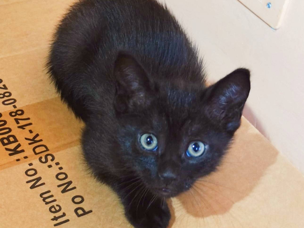 Adozione gatto, maschio, Razza sconosciuta Razza sconosciuta, 1 mesi, taglia non valida, Cremona
