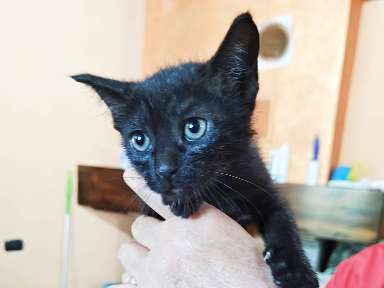 Adotta un gatto, maschio, 1 mesi, Cremona