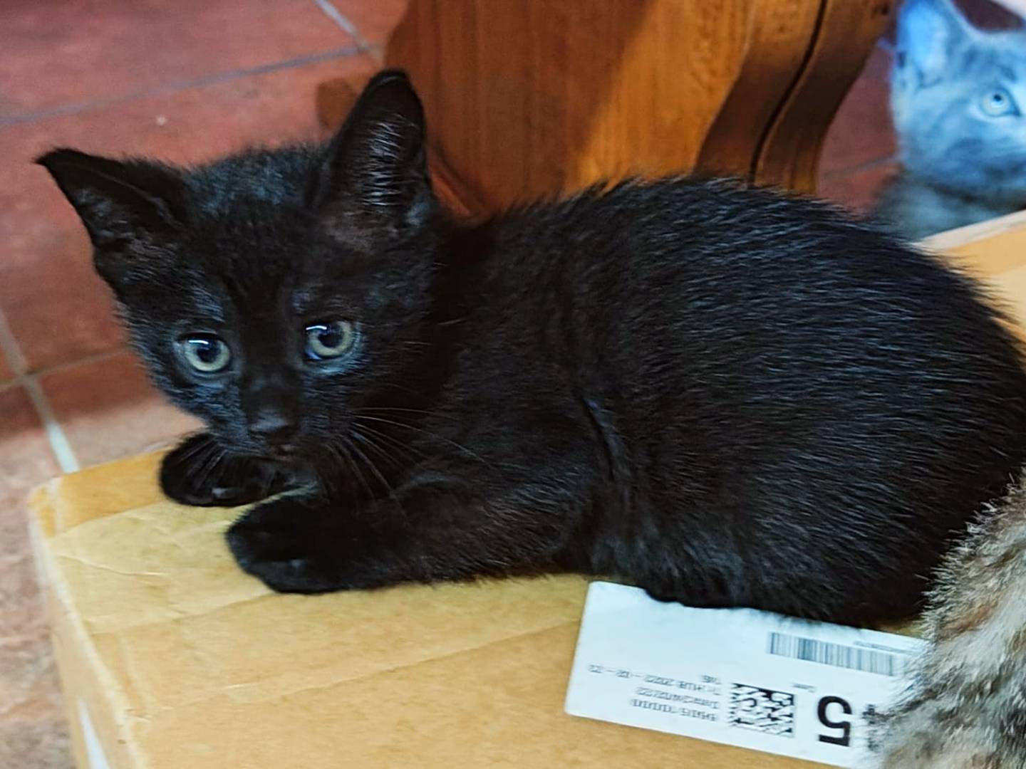 Adotta un gatto, taglia non valida, maschio, Cremona