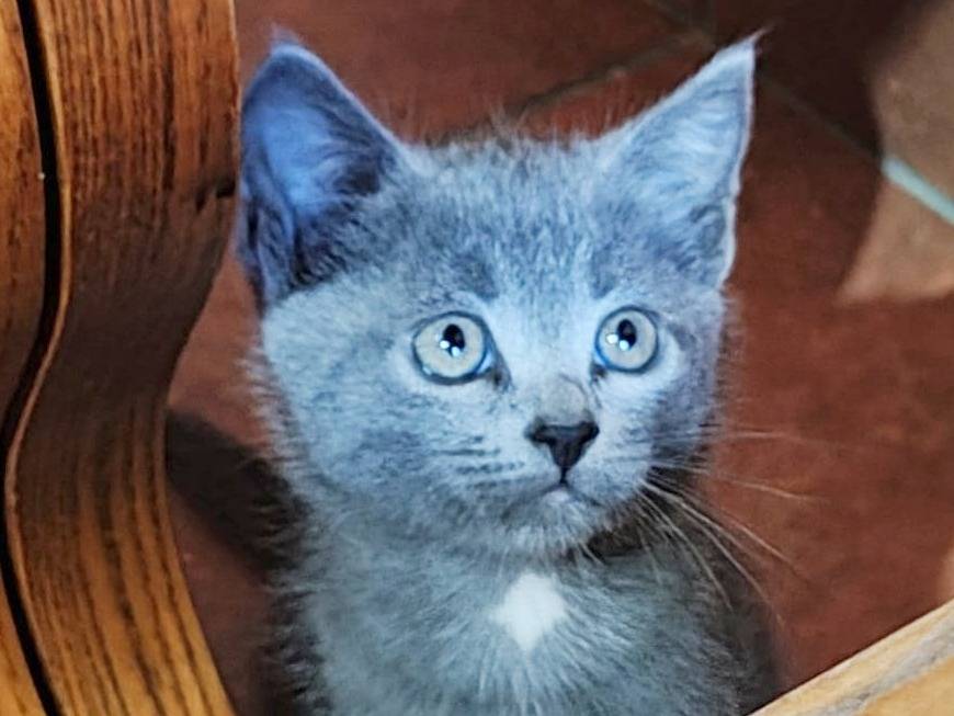 Adotta un gatto, maschio, 1 mesi, Cremona