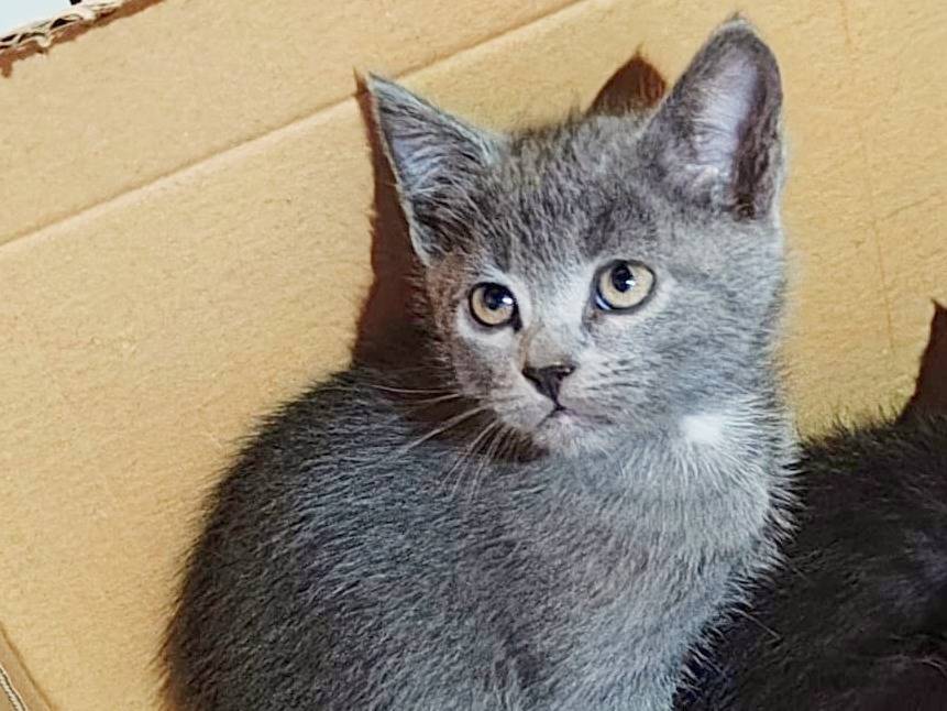 Adotta un gatto, taglia non valida, maschio, Cremona
