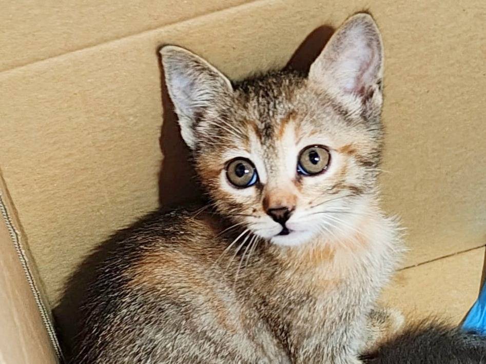 Adotta un gatto, femmina, 1 mesi, Cremona