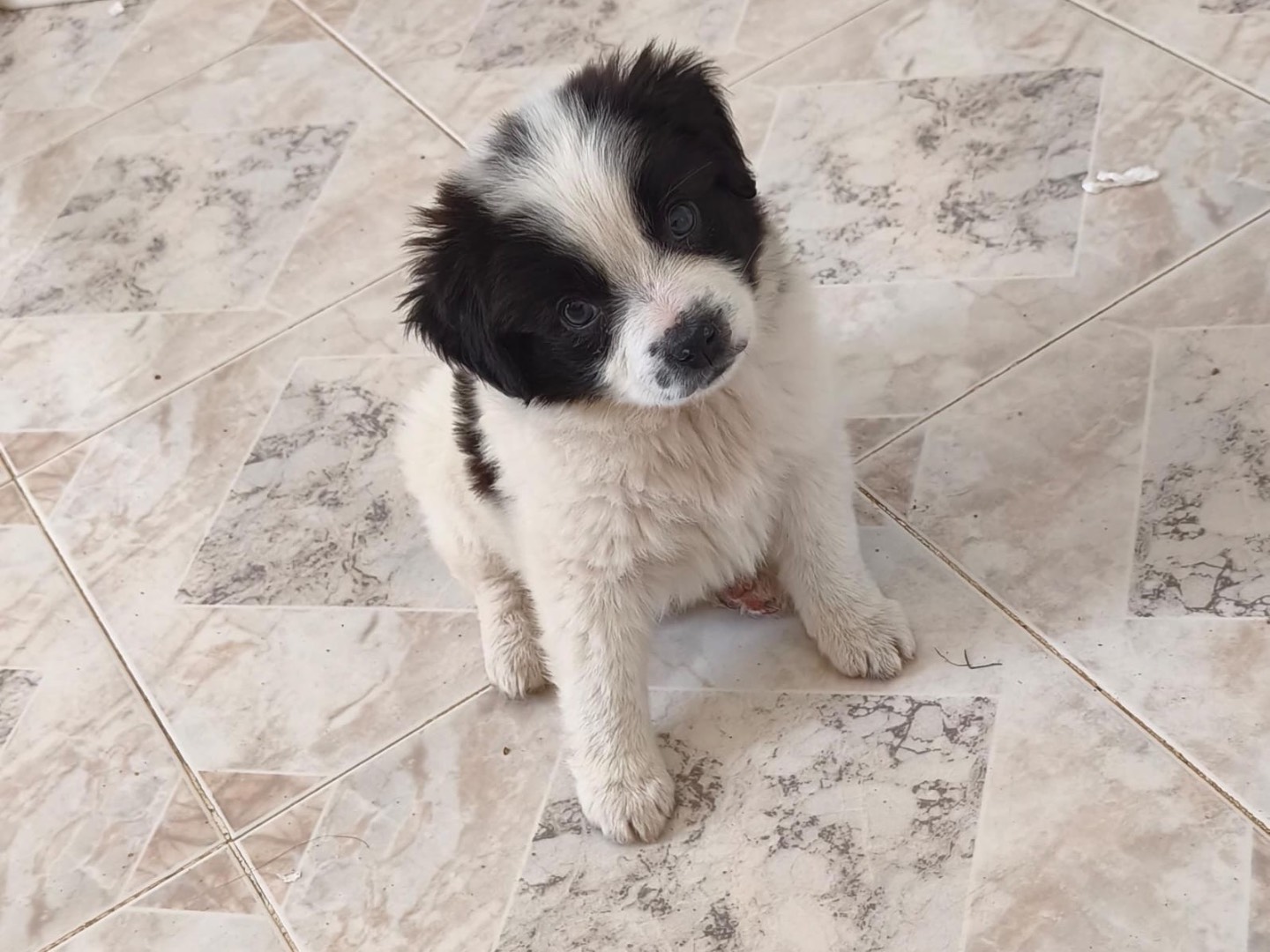Adozione cane, femmina, Razza sconosciuta Razza sconosciuta, 2 mesi, taglia media contenuta, Cosenza