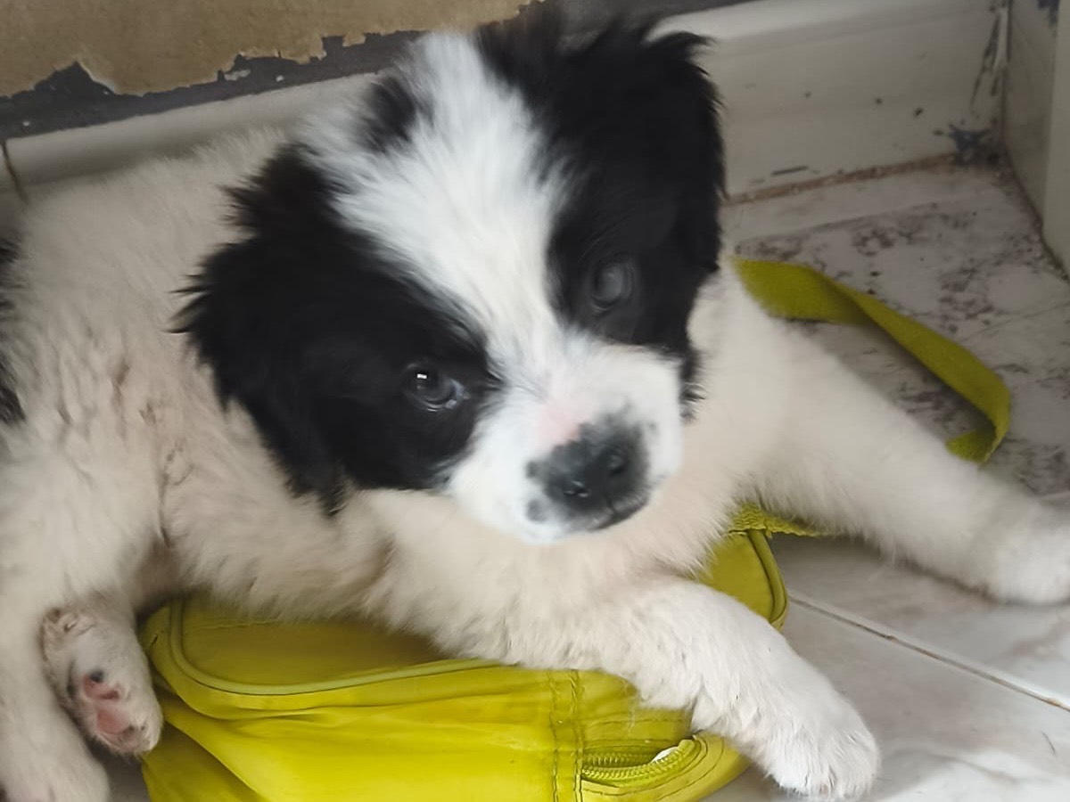 Adotta un cane, femmina, 2 mesi, Cosenza