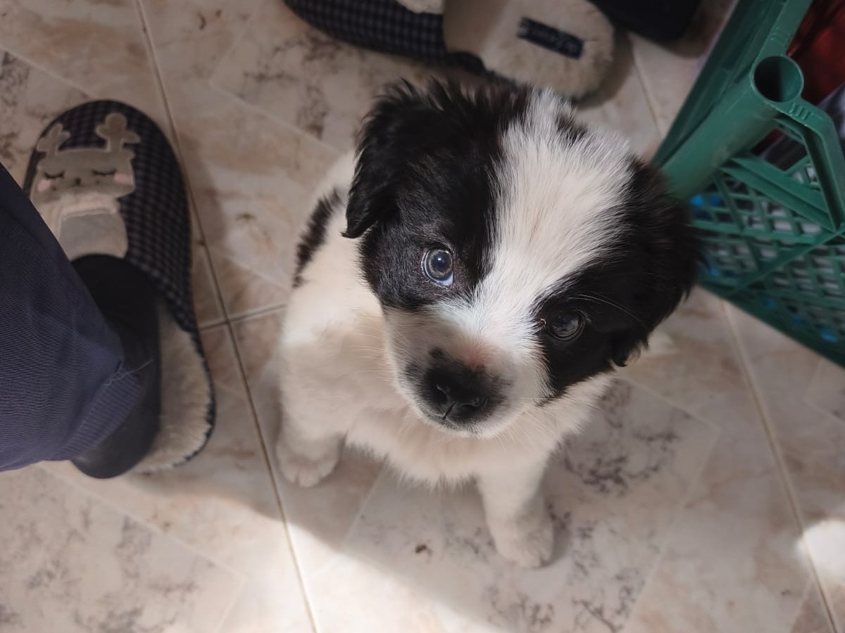 Adotta un cane, taglia media contenuta, femmina, Cosenza