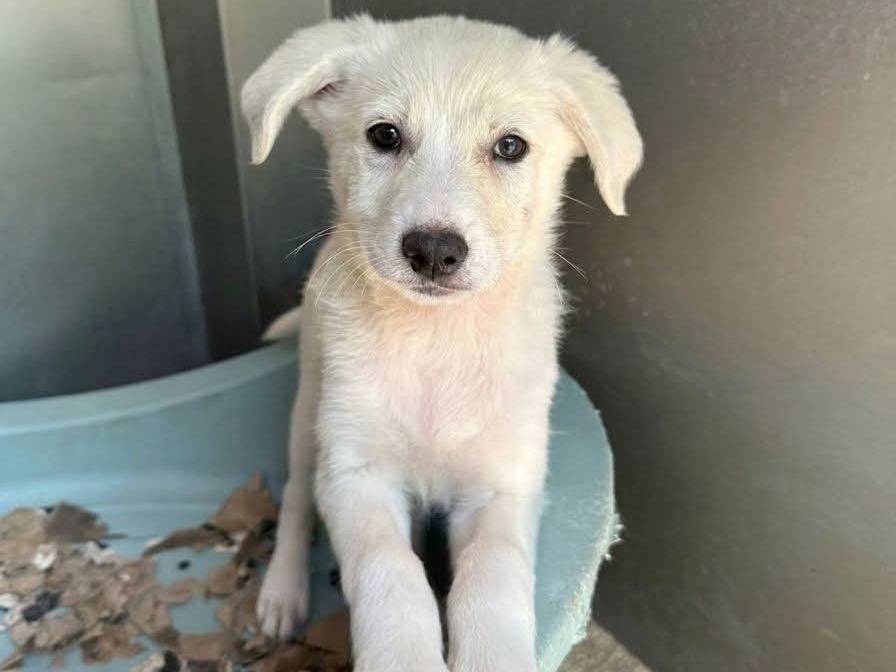Adozione cane, femmina, Razza sconosciuta Razza sconosciuta, 2 mesi, taglia media, Padova