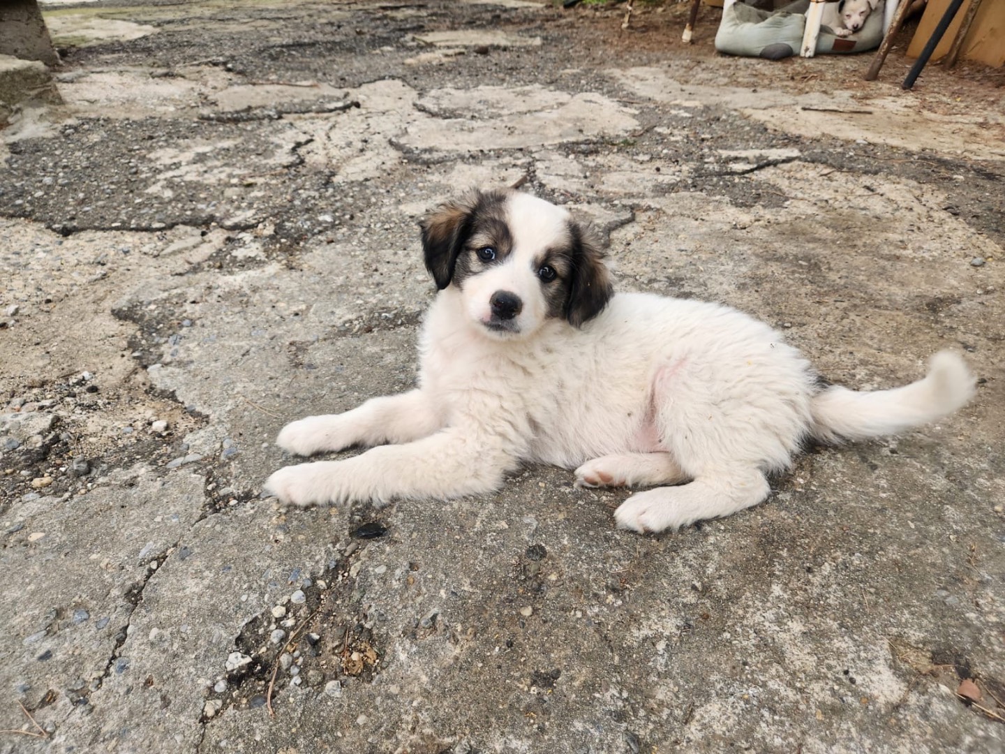 Adozione cane, femmina, Razza sconosciuta Razza sconosciuta, 2 mesi, taglia media contenuta, Cosenza