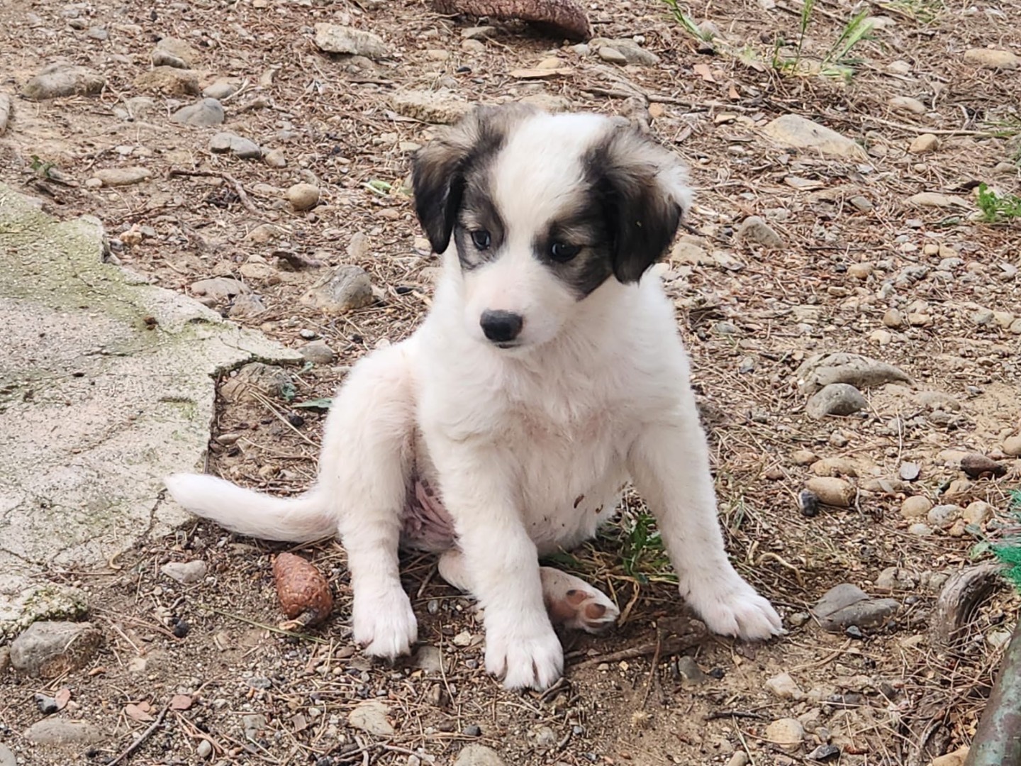 Adotta un cane, femmina, 2 mesi, Cosenza