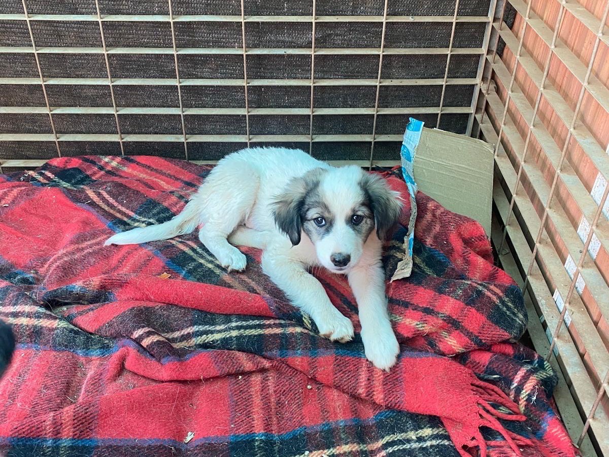 Adotta un cane, taglia media contenuta, femmina, Cosenza