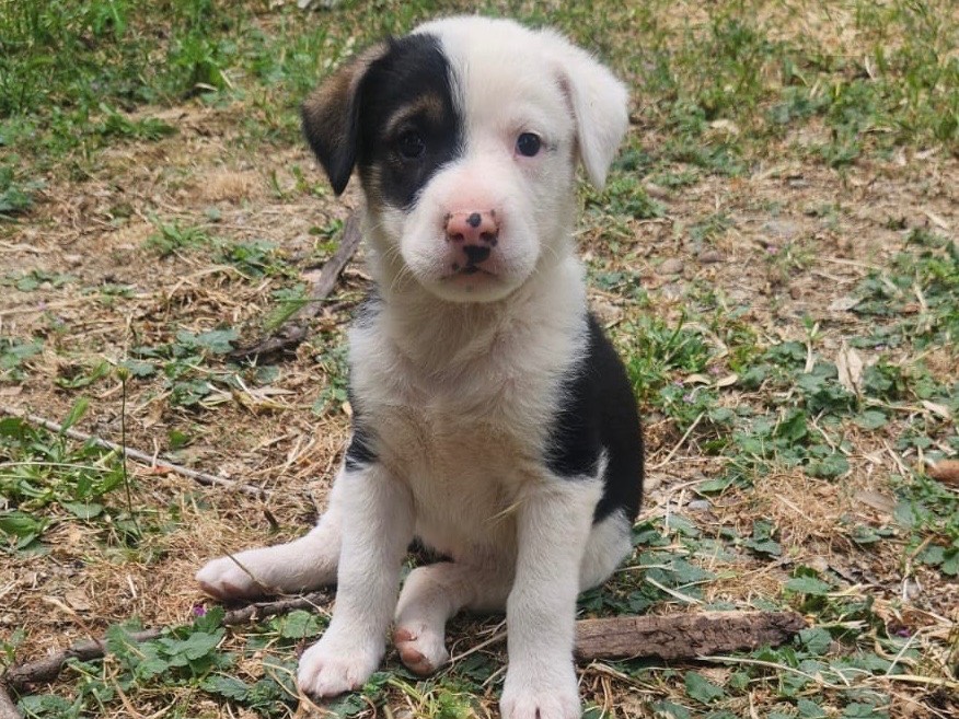 Adotta un cane, femmina, 2 mesi, Cosenza