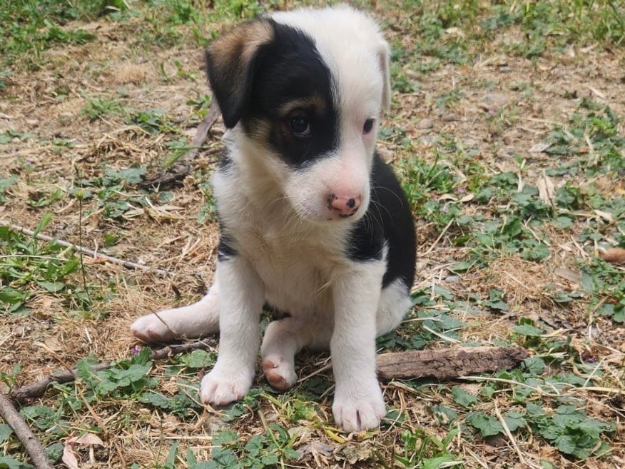 Adotta un cane, taglia media contenuta, femmina, Cosenza