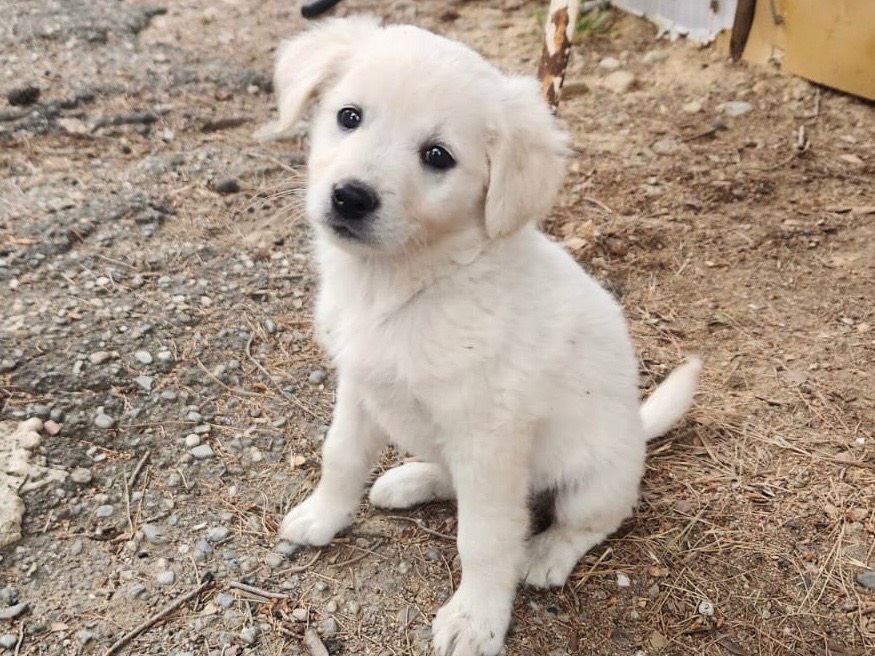 Adozione cane, femmina, Razza sconosciuta Razza sconosciuta, 2 mesi, taglia media contenuta, Cosenza