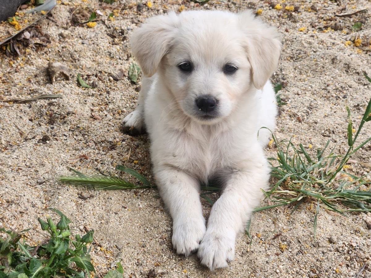Adotta un cane, femmina, 2 mesi, Cosenza