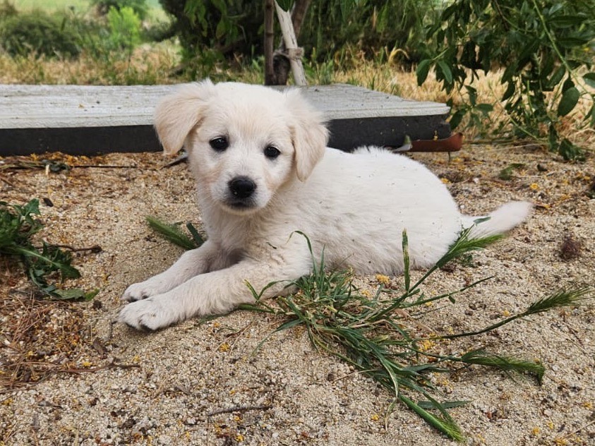 Adotta un cane, taglia media contenuta, femmina, Cosenza