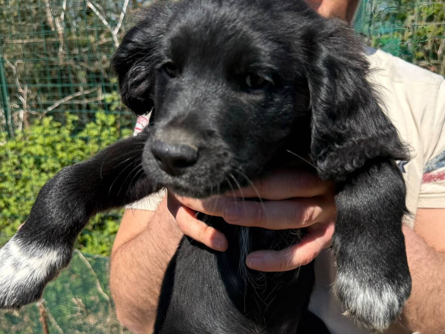 Adozione cane, femmina, Razza sconosciuta Razza sconosciuta, 4 mesi, taglia media, Cremona