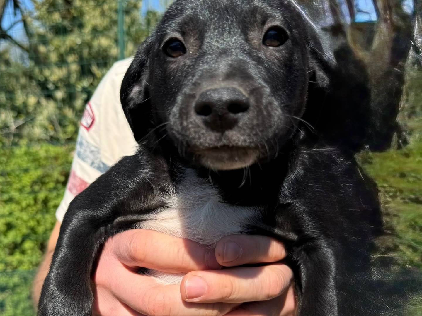 Adozione cane, femmina, Razza sconosciuta Razza sconosciuta, 4 mesi, taglia media, Cremona