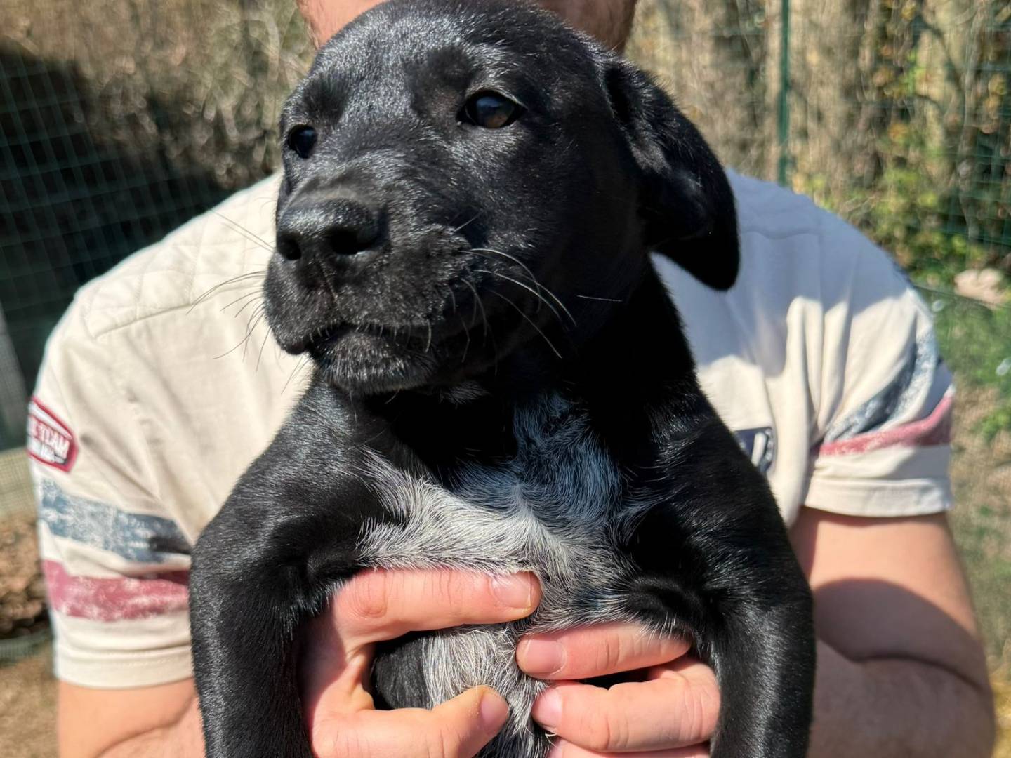 Adozione cane, maschio, Razza sconosciuta Razza sconosciuta, 4 mesi, taglia media, Cremona