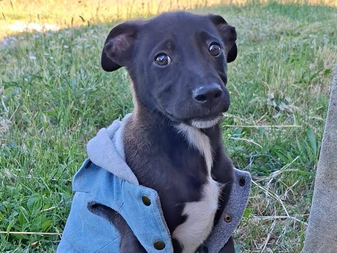 Adozione cane, maschio, Razza sconosciuta Razza sconosciuta, 2 mesi, taglia media, Bari