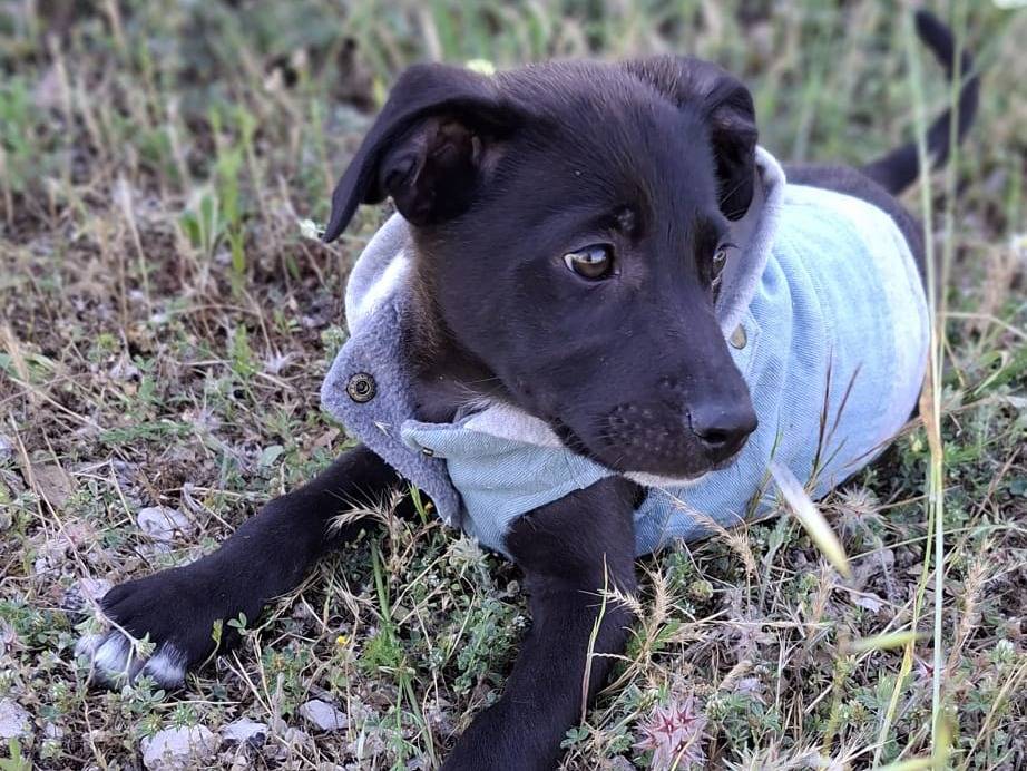 Adotta un cane, taglia media, maschio, Bari