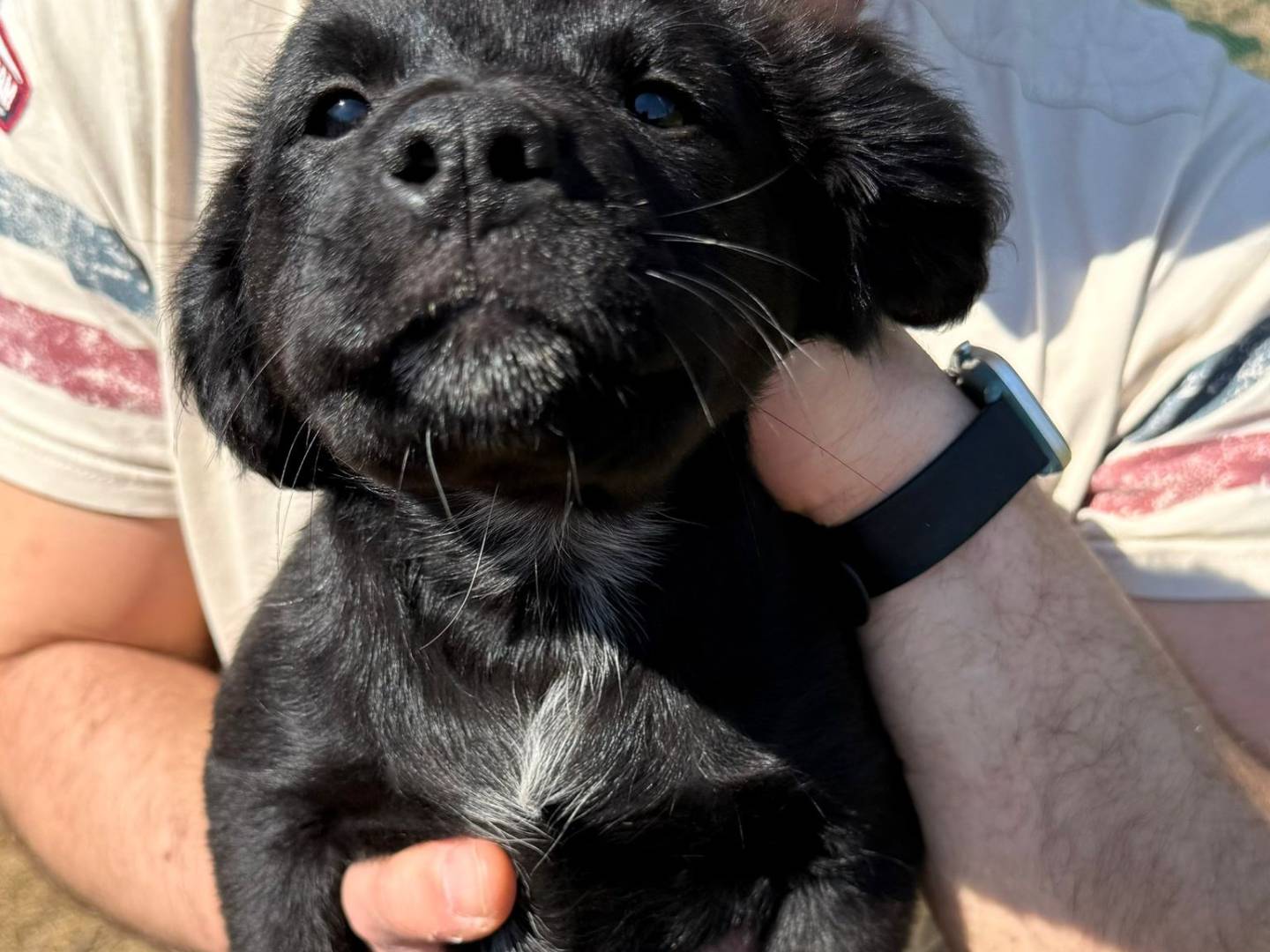 Adozione cane, femmina, Razza sconosciuta Razza sconosciuta, 4 mesi, taglia media, Cremona