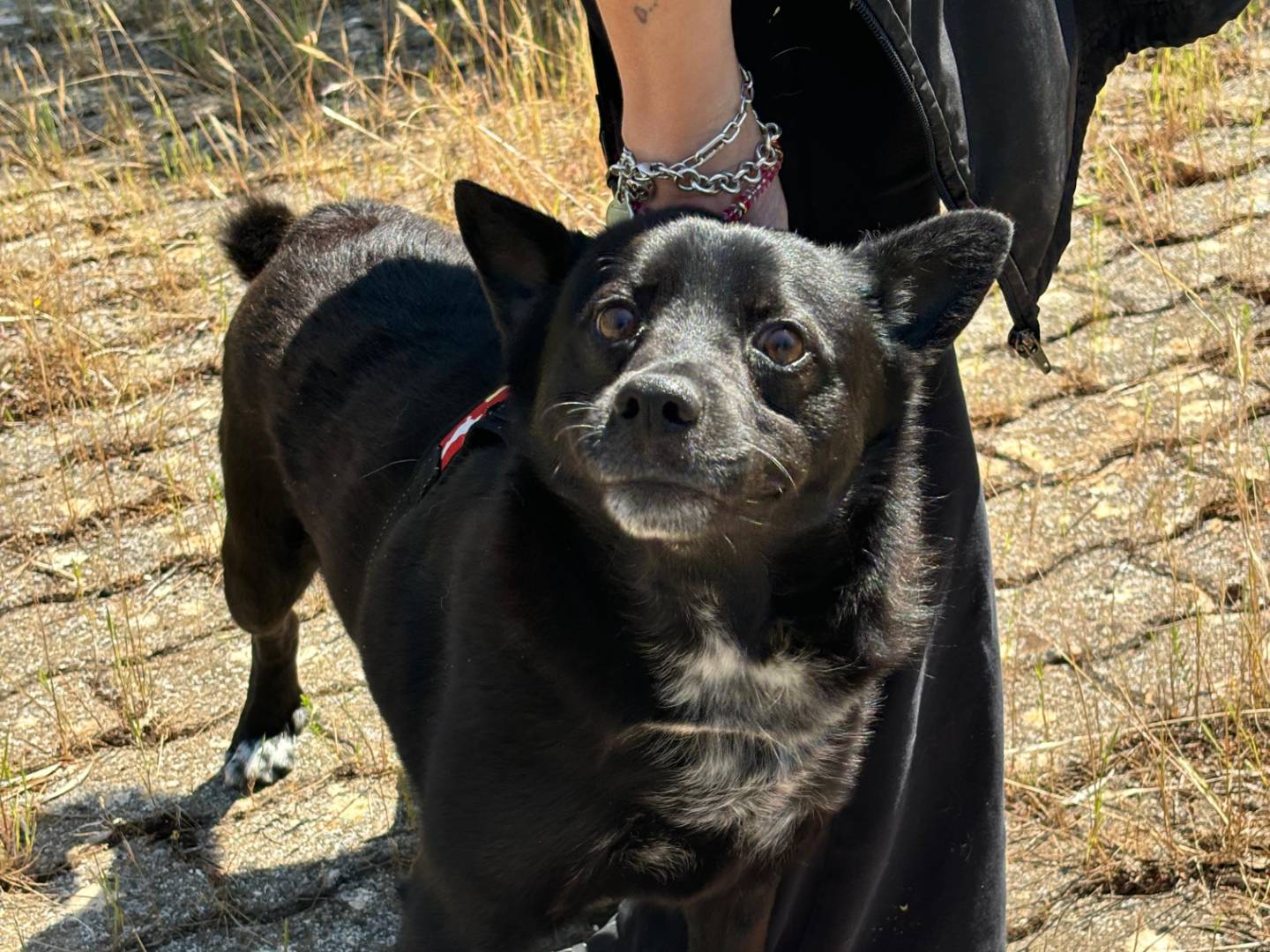 Adozione cane, maschio, Razza sconosciuta Razza sconosciuta, 3 anni e 10 mesi, taglia media contenuta, Bari