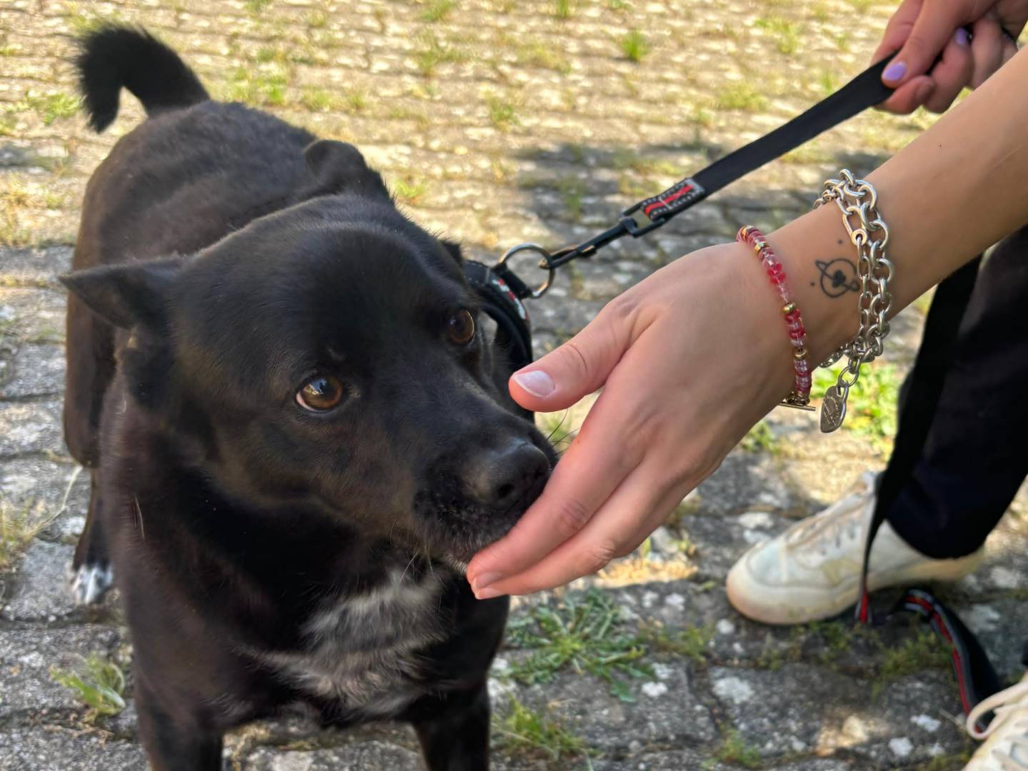 Adotta un cane, taglia media contenuta, maschio, Bari