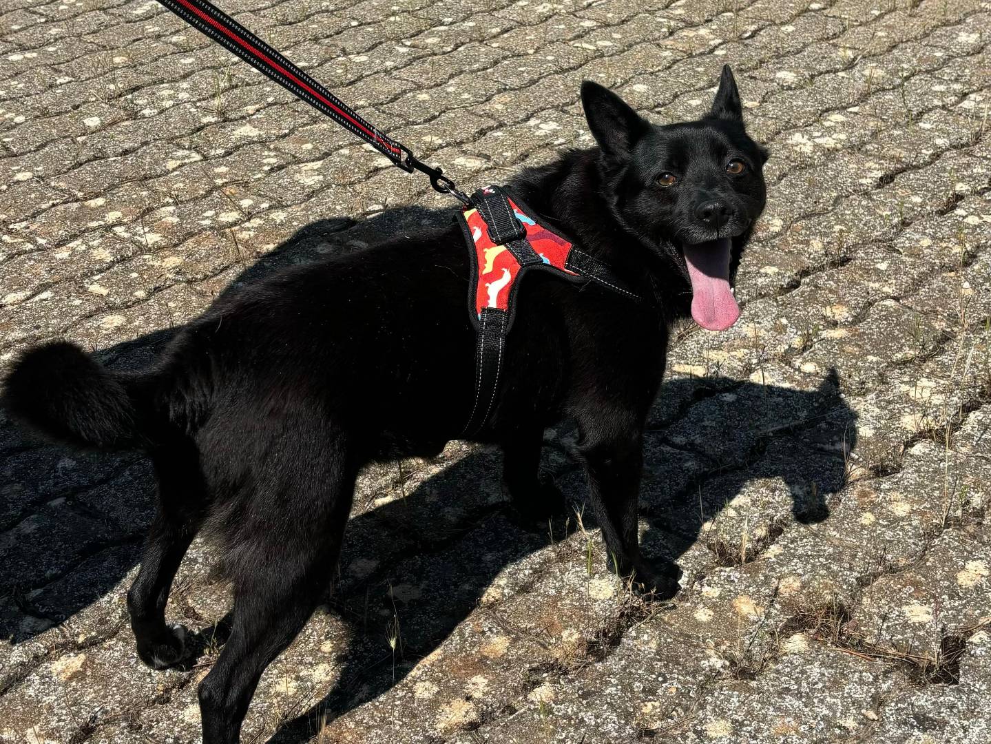 Vuoi adottare un cane a Bari?