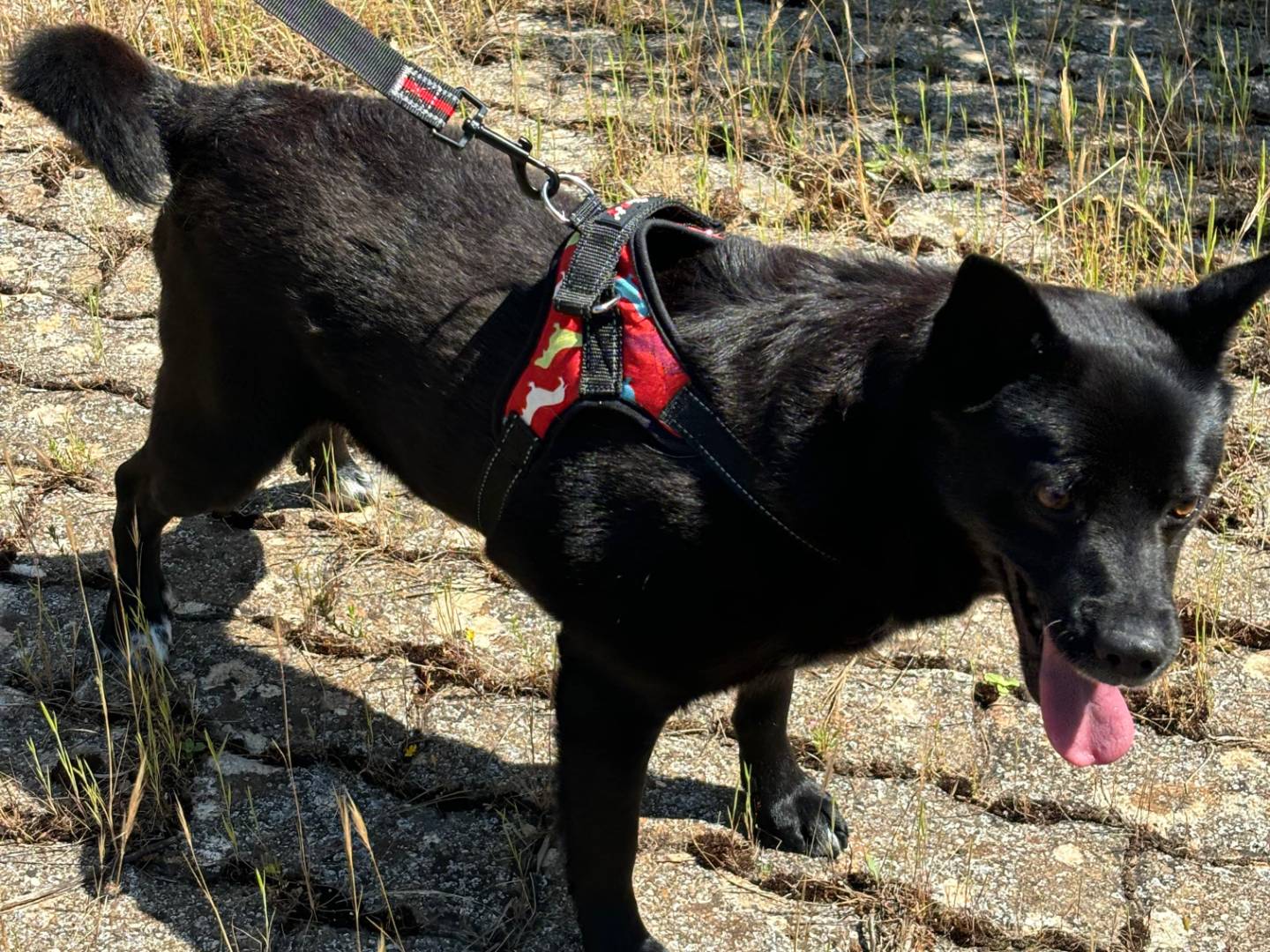 Adotta il cane Ricky a Bari