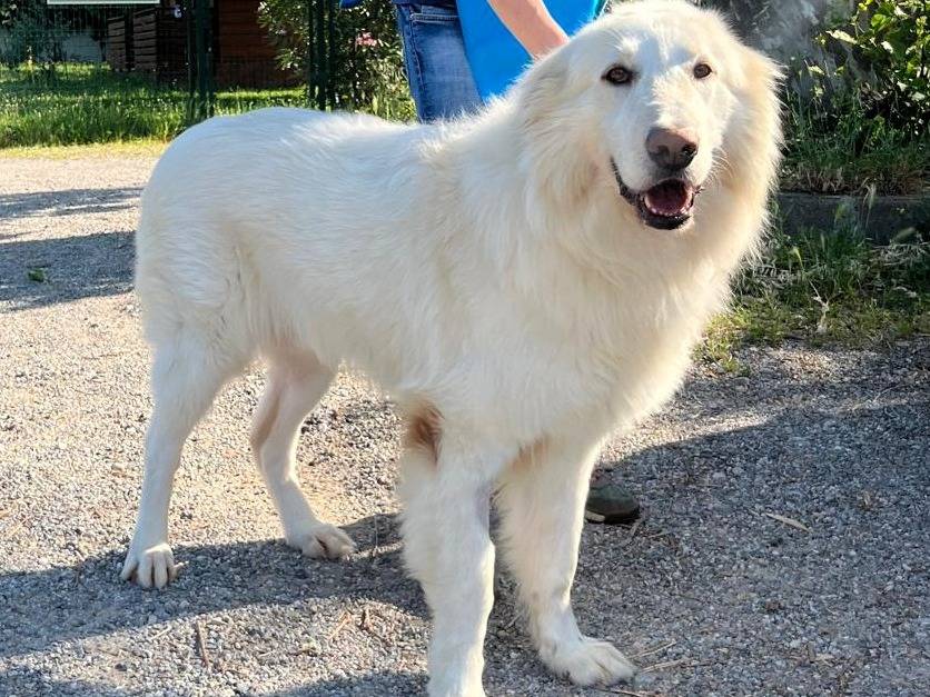 Adozione cane, maschio, Razza sconosciuta Razza sconosciuta, 6 anni e 1 mese, taglia grande, Milano