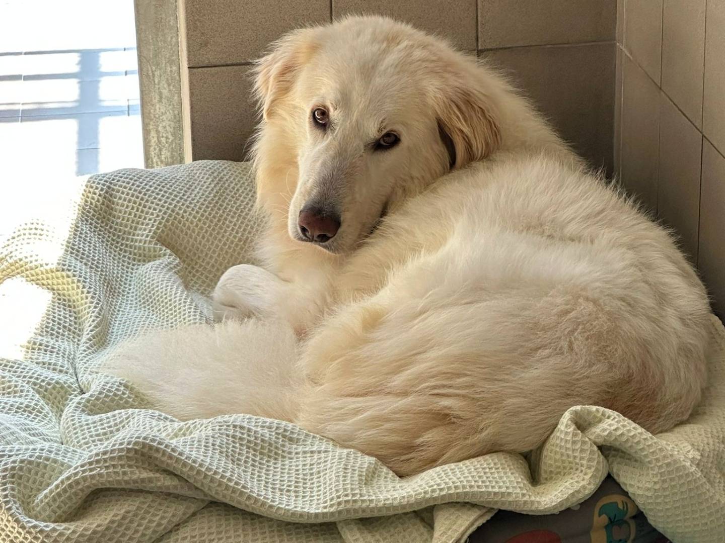 Adotta un cane, maschio, 6 anni e 1 mese, Milano