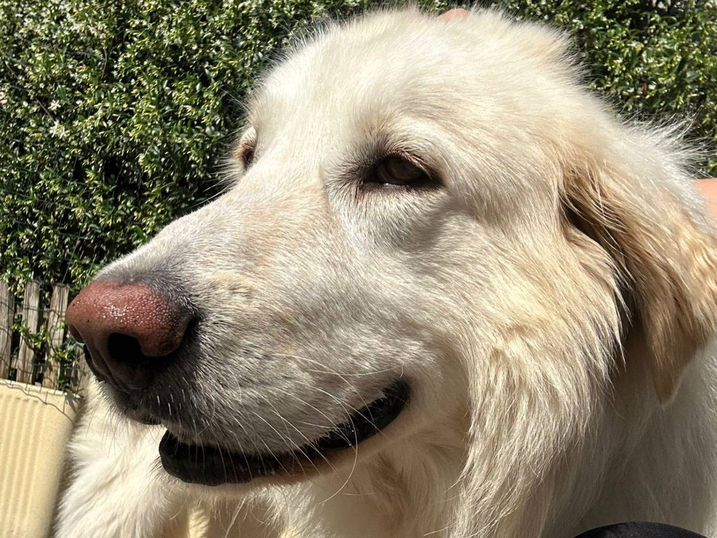 Adotta un cane, taglia grande, maschio, Milano