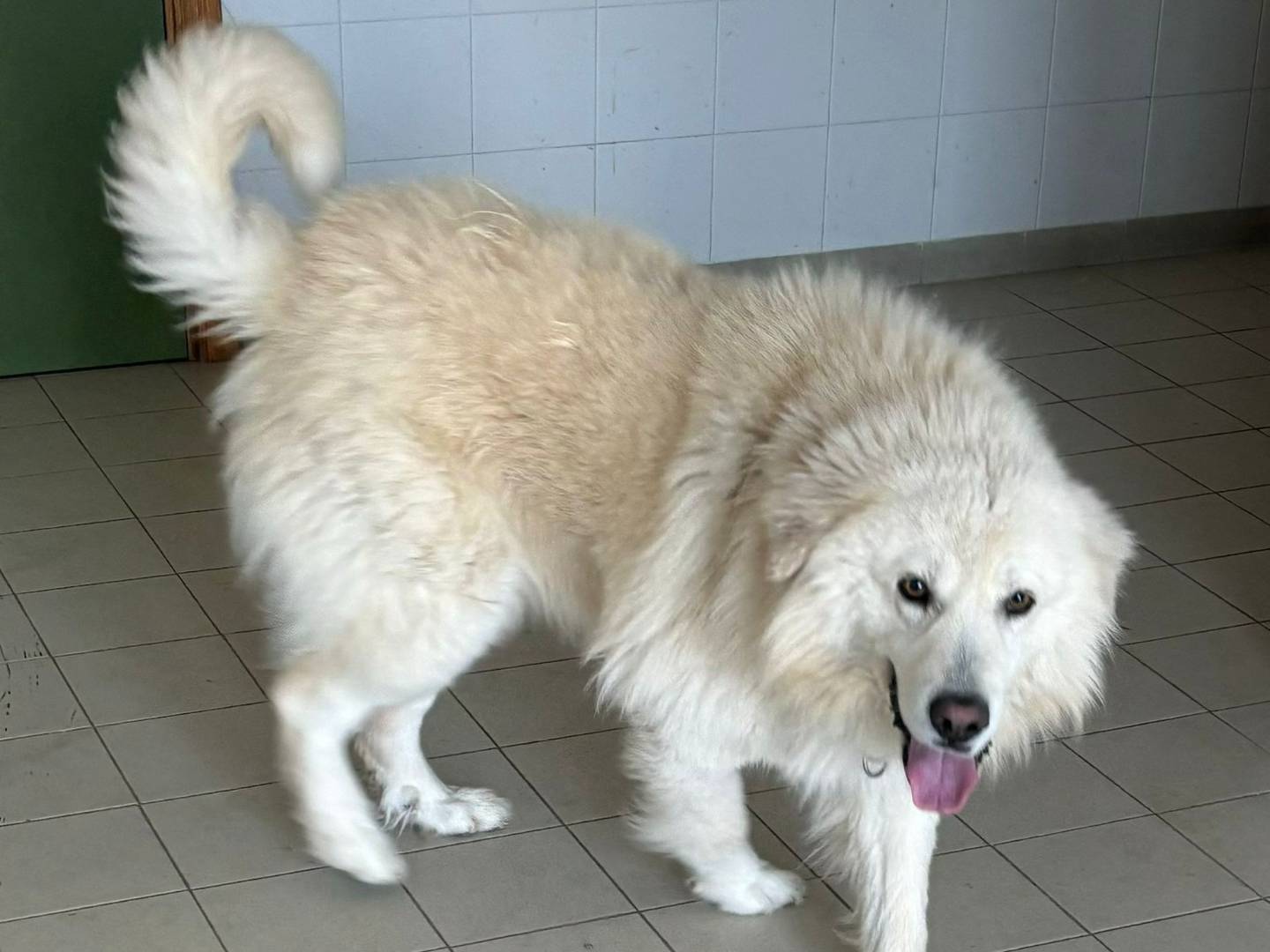 Adozione cane, maschio, Razza sconosciuta Razza sconosciuta, 2 anni, taglia grande, Bari