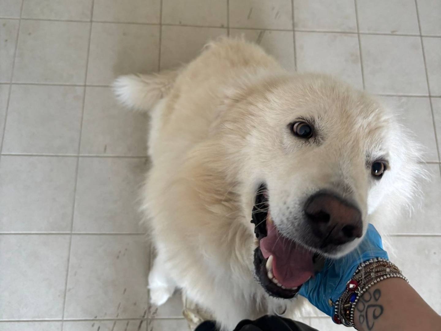 Adotta un cane, maschio, 2 anni, Bari